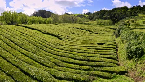 Hedge-rows-of-tea-shrubs-in-Chá-Gorreana-plantation,-Azores,-flyover