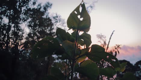 Eine-Pflanze-Auf-Einem-Hügel-Während-Des-Sonnenuntergangs