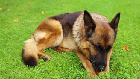 German-Shepherd-Breed-Dog-That-Bites-An-Apple-To-Eat-In-A-Resting-Posture