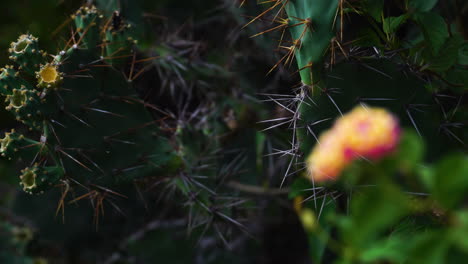 Nahaufnahme-Einer-Prächtigen-Blume-Gelb-Und-Rot-Vor-Einem-Kaktus