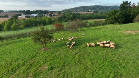 Flock-of-sheep-in-green-meadow-pasture