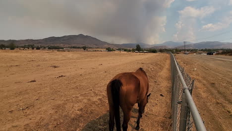 Smoke-fills-the-sky-from-wildfires-as-a-horse-looks-for-food-in-dry-dusty-field