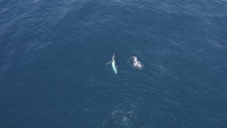 Wanderung-Der-Buckelwale---Durchbruch-Der-Wale-Und-Anschließender-Tauchgang-In-Das-Tiefblaue-Meer