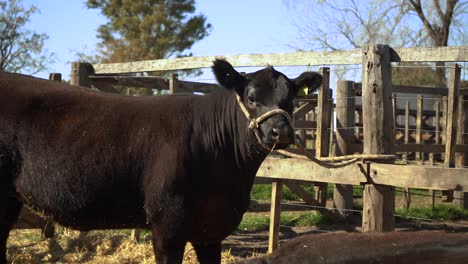 Retrato-De-Una-Vaca-Angus-Negra-En-El-Rancho-En-Un-Día-Soleado
