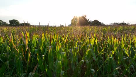 Grünes-Maisfeld-Wird-Während-Des-Herbstsonnenuntergangs-Braun