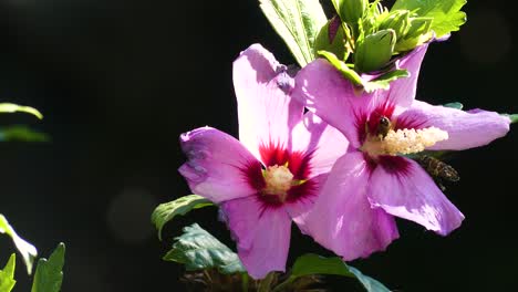 Bienen-Sammeln-Pollen-Von-Wunderschönen-Rosa-Blumen-4k
