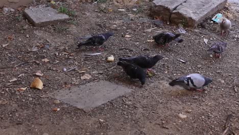 Pigeons-eating-bread-on-ground