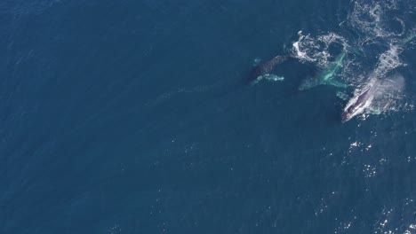 Gruppe-Von-Buckelwalen,-Die-In-Den-Glitzernden-Wassern-Des-Blauen-Meeres-An-Der-Küste-Australiens-Schwimmen