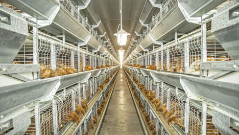 Poultry-chicken-egg-farm-with-rows-and-levels-of-hens-eating-an-laying-eggs-for-large-scale-production---time-lapse