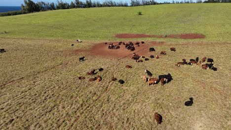 A-drone-shot-of-herd-of-cows-on-meadow-in-spring