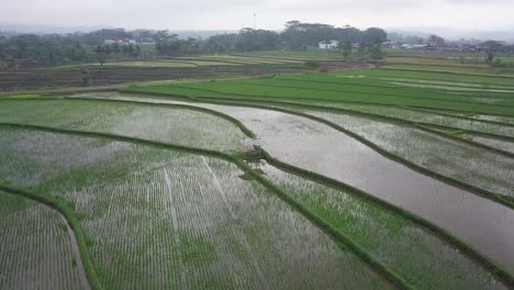 Aerial-drone-view-of-hut-in-the-middle-of-rice-fields