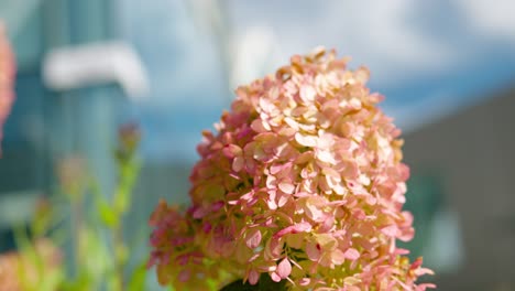 Hydrangea-SMNHPRZEP---Blooming-bud-close-up