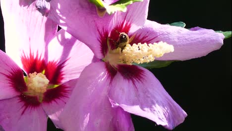 Close-up-footage-of-bees-collecting-pollen-from-a-beautiful-pink-flowers-1080P