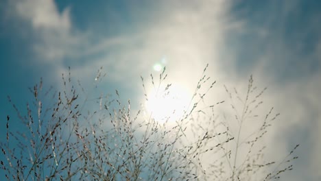Close-Up-Of-Panicum-Virgatum-Switchgrass-Ornamental-Grass-Against-Blue-Sky-And-Sun