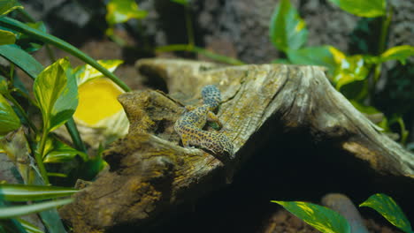 Hand-held-Footage-Of-A-Stunning-Leopard-Gecko-Resting-On-A-Tree-Stump