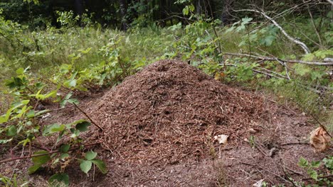 Static-view-of-huge-ant-colony-in-the-middle-of-the-forest