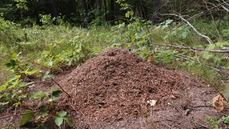 Statische-Ansicht-Eines-Riesigen-Ameisenhaufens-Mitten-Im-Wald
