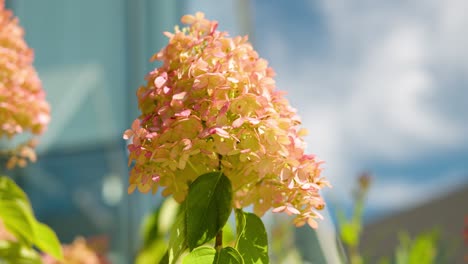 Hydrangea-Mixed-Yellow-and-Pink-Vibrant-Color-Bud-Blooming-Against-Blue-Sky-in-a-Garden---close-up