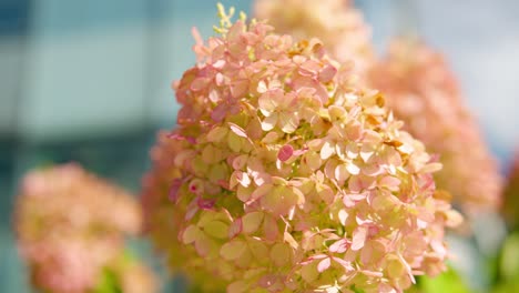 Hydrangea-SMNHPRZEP-Mixed-Yellow-and-Pink-Vibrant-Color-Bud-Blooming---close-up