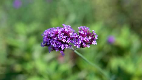 Purpletop,-Verbena-Bonariensis-In-Voller-Blüte---Nahaufnahme