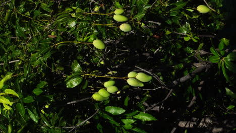 Close-up-of-mango-tree-maturing.-Daylight.-Static-view