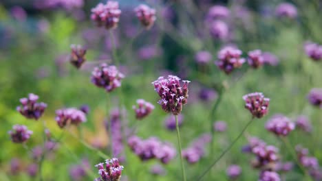 Field-of-pretty-purple-violet-pink-Purpletop-Vervain