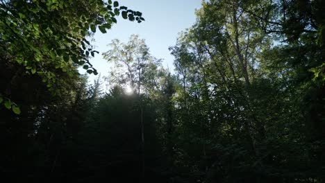 Langsame-Bewegung-Durch-Einen-Wald-Am-Ende-Des-Sommers