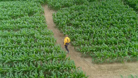 Aerial-drone-following-shot-over-a-man-walking-through-green-corn-field-maze-at-daytime