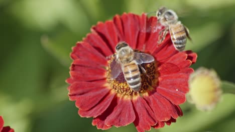 Bees-Pollinating-Common-Sneezeweed-Flower-In-The-Garden---macro