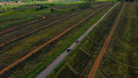 Aerial-footage-of-pick-up-truck-on-an-offroad-plantation-field