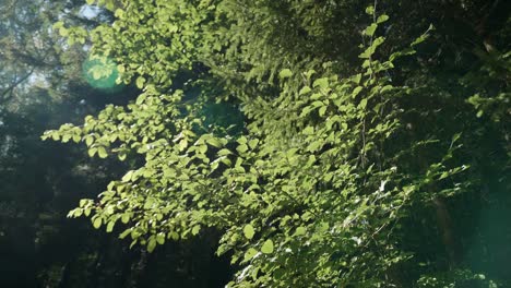 Langsame-Bewegung-Um-Grüne-Zweige-Im-Wald-Gegen-Ende-Des-Sommers