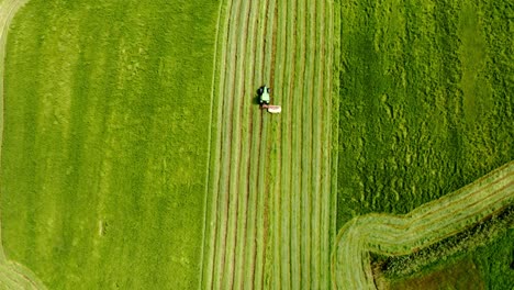 Tractor-cutting-green-field-grass-in-straight-rows,-overhead-flyover