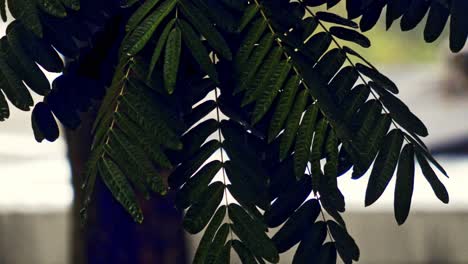 Hanging-green-leaves-dripping-with-raindrops-after-a-tropical-rainstorm---close-up-shot