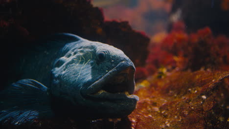 Close-up-Atlantic-Wolffish-Sitting-In-A-Dark-Crevice-With-Stunning-Surroundings-Waiting-For-Prey-To-Go-By,-Opening-And-Closing-Its-Mouth