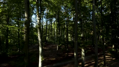 Pov-Durch-Dichten-Wald-Aus-Immergrünen-Nadelbäumen