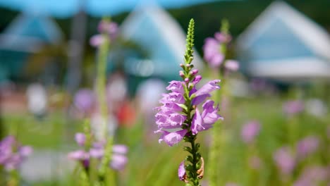 Physostegia-virginiana-is-most-common-species,-and-is-known-as-obedient-plant---selective-focus
