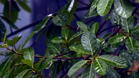 Top-down-close-up-shot-of-a-beautiful-green-bush-with-leaves-shining-wet-from-the-raindrops-during-a-tropical-rain-storm