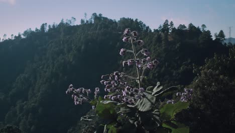Eine-Lila-Bergblume-Mit-Hintergrundansicht-In-Mexiko