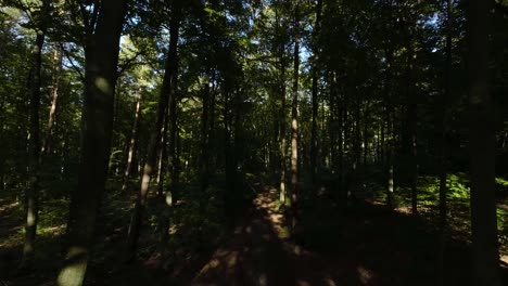 Slow-Aerial-Flying-Through-Dense-Shaded-Forest-Trees