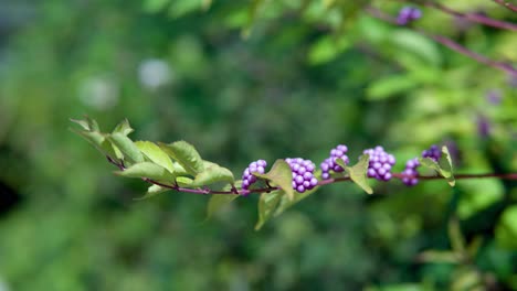 Purple-Beautyberries--Zweig-Nahaufnahme-Selektiver-Fokus