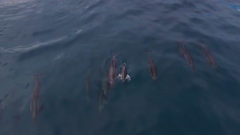 Drone-Shot-Mother-and-Son-Spinner-Dolphins-come-to-the-Surface-to-Breathe-and-are-Accompanied-by-The-Family