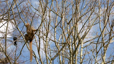 Ein-Gekrönter-Lemur-Bewegt-Sich-Und-Springt-Um-Das-Dach-Eines-Baums-Herum-Und-Frisst-Die-Baumknospen,-Während-Eine-Krähe-Im-Hintergrund-Vor-Einem-Blauen-Himmel-Im-Edinburgh-Zoo-Sitzt
