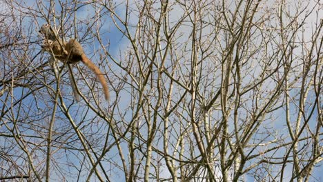A-pair-of-crowned-lemur-climbs-delicately-around-the-canopy-of-a-tree-eating-the-tree-buds-against-a-blue-sky-at-Edinburgh-zoo