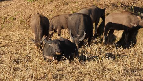 An-individual-resting-on-the-grass-while-others-feed-during-a-hot-afternoon,-Carabaos-Grazing,-Water-Buffalo,-Bubalus-bubalis,-Thailand