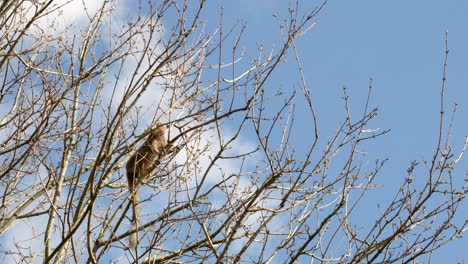 Un-Lémur-Coronado-Sube-Delicadamente-Alrededor-Del-Dosel-De-Un-árbol-Comiendo-Los-Brotes-De-Los-árboles-Mientras-Un-Cuervo-Se-Sienta-En-El-Fondo-Contra-Un-Cielo-Azul-En-El-Zoológico-De-Edimburgo