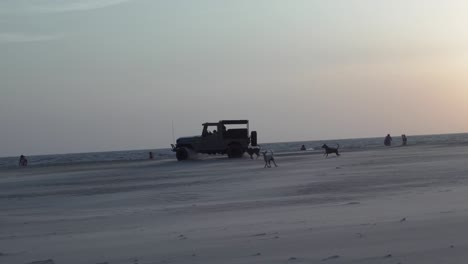 Dogs-chasing-a-riding-jeep-on-the-beach-of-Goa-resort,-India