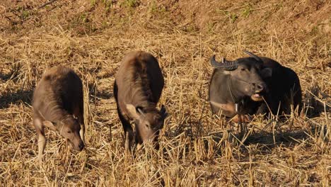 Einer-Ruht-Sich-Rechts-Aus-Und-Isst,-Während-Die-Beiden-Anderen-Junge-Büffel-Im-Stehen-Fressen,-Carabaos-Grasen,-Wasserbüffel,-Bubalus-Bubalis,-Thailand