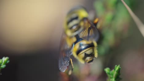 Extreme-Makro-Detail-Nahaufnahme-Der-Bienenreinigungsflügel-Selbst,-Rückansicht,-Tag