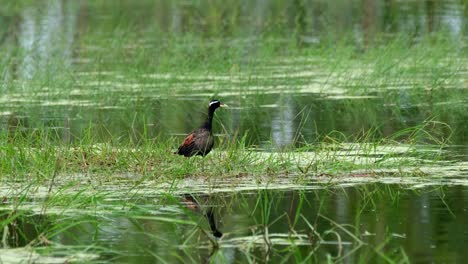 Facing-to-the-right-as-it-stoops-down-to-eat-and-suddenly-alarmed-of-something-while-in-the-middle-of-a-swamp,-Bronze-winged-Jacana,-Metopidius-indicus,-Pak-Pli,-Nakorn-Nayok,-Thailand
