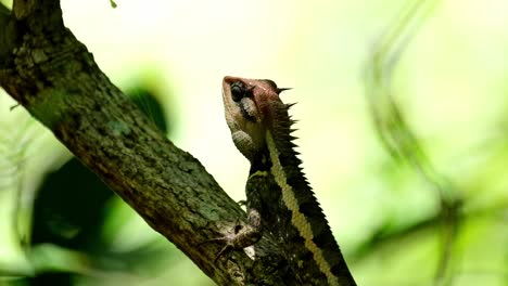 Looking-up-then-turns-a-little-while-resting-on-a-branch-deep-in-the-jungle,-Forest-Garden-Lizard-Calotes-emma,-Kaeng-Krachan-National-Park,-Thailand